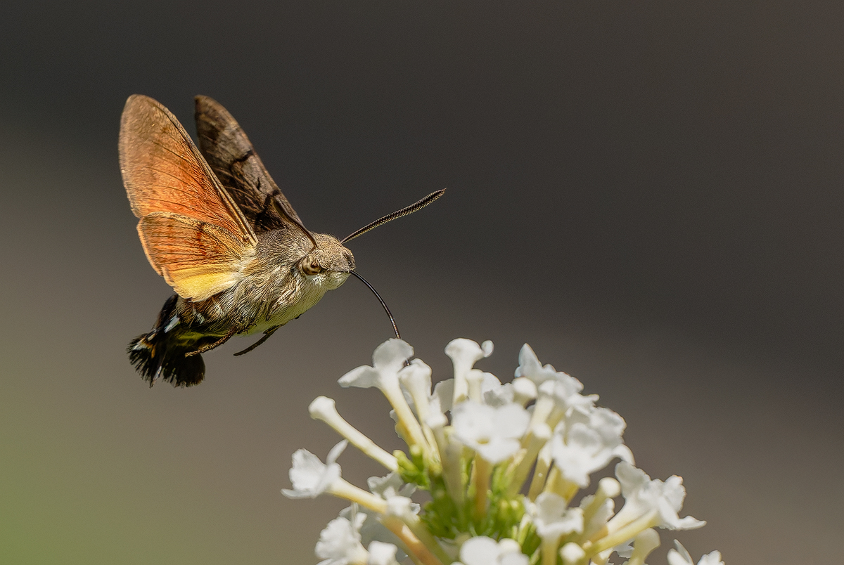 Taubenschwänzchen 96b 2025.jpg