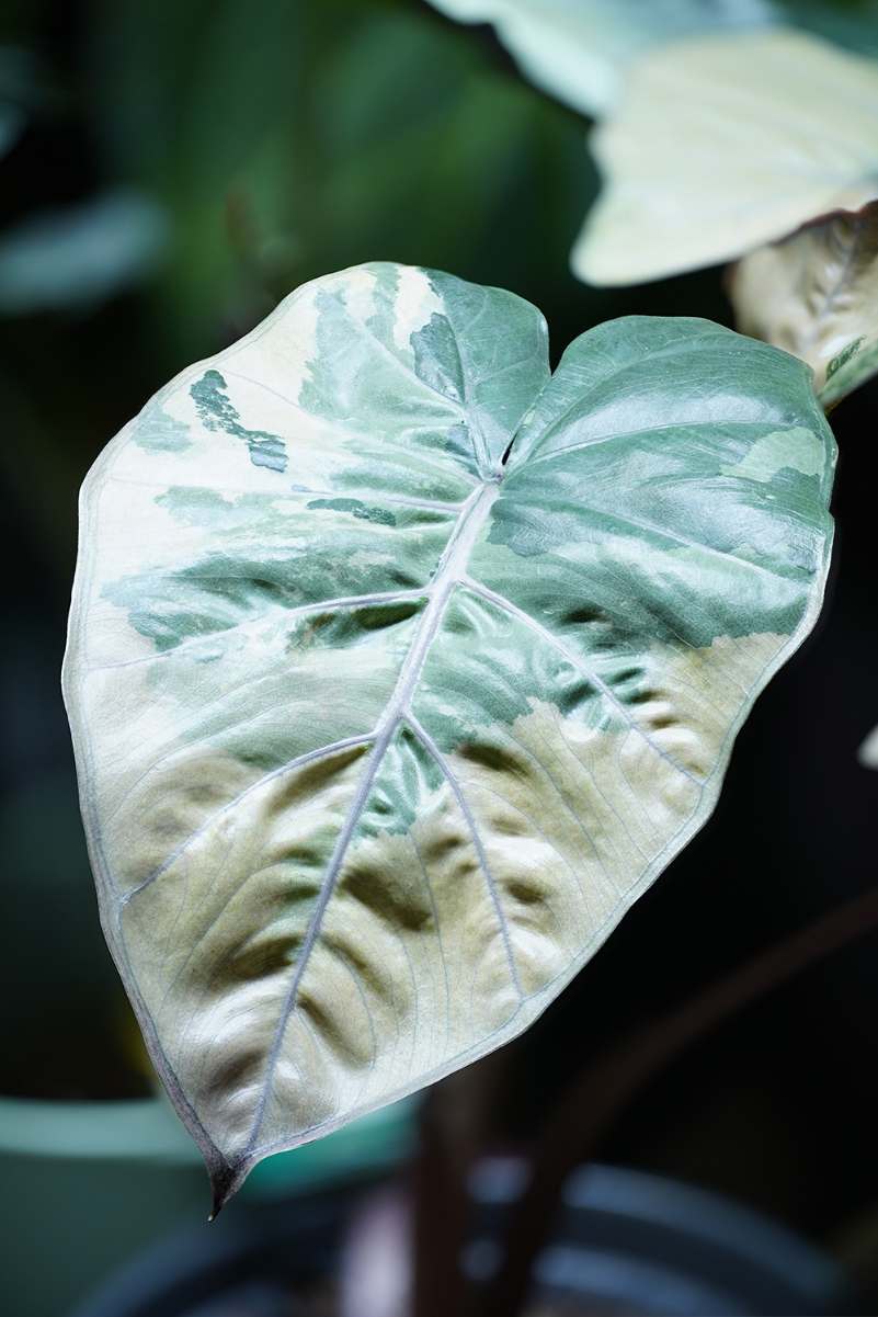 Blatt.jpg