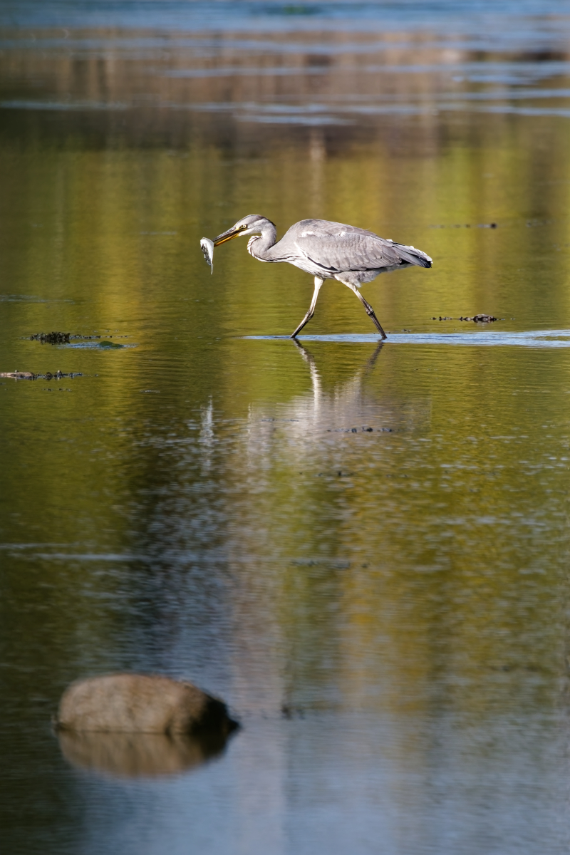 MF_Graureiher (Ardea cinerea) mit Beute_250924_4pc_IMG_3002.jpg