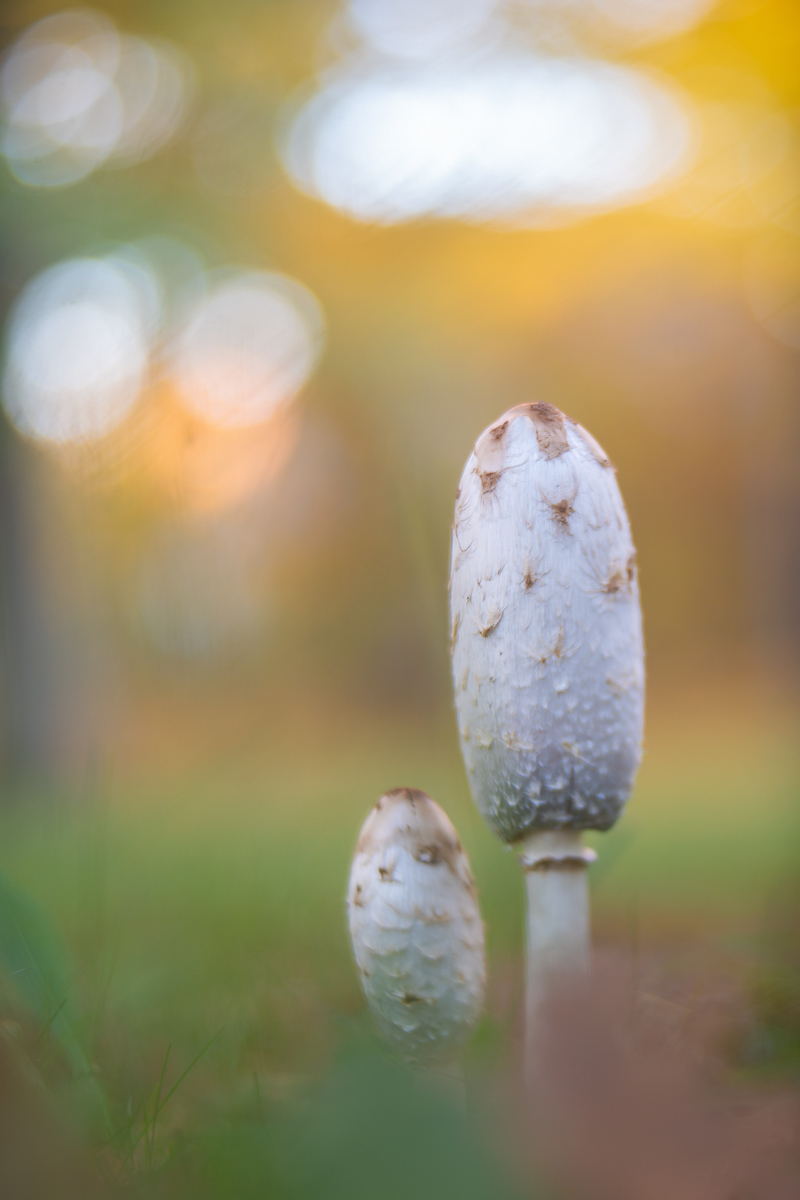 DSC01238 Kopie.mf.jpg