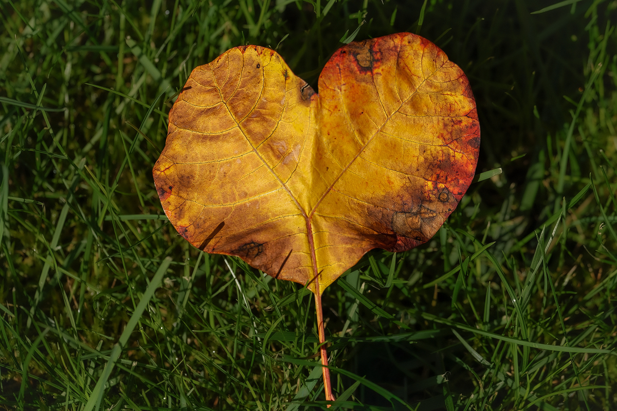 Herbstblatt 1a 2025.jpg