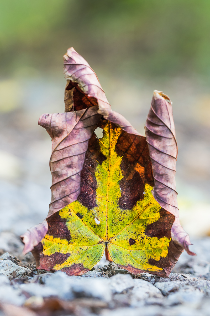 IMG_4092 - Kopie.jpg