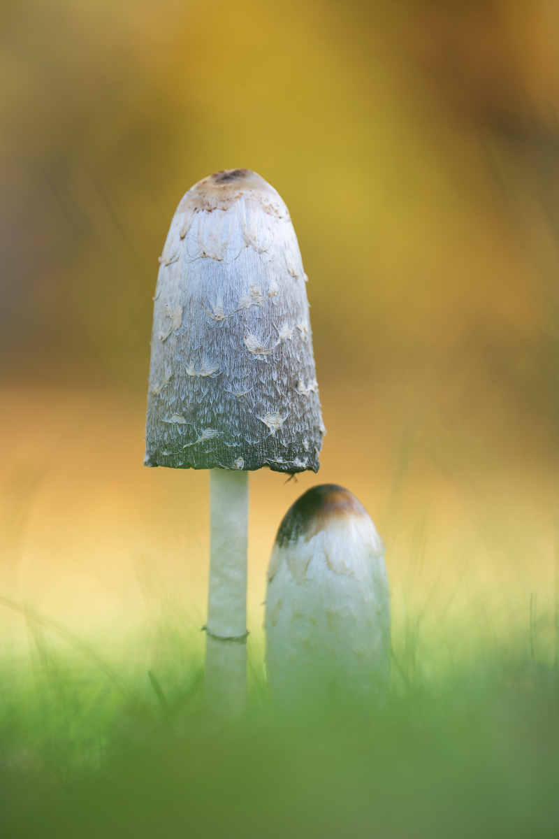 DSC01395 Kopie.kl.jpg