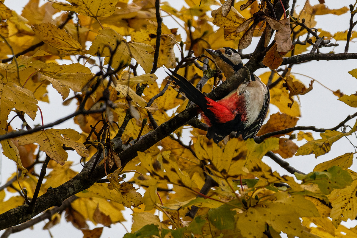 Buntspecht 3a 2025.jpg