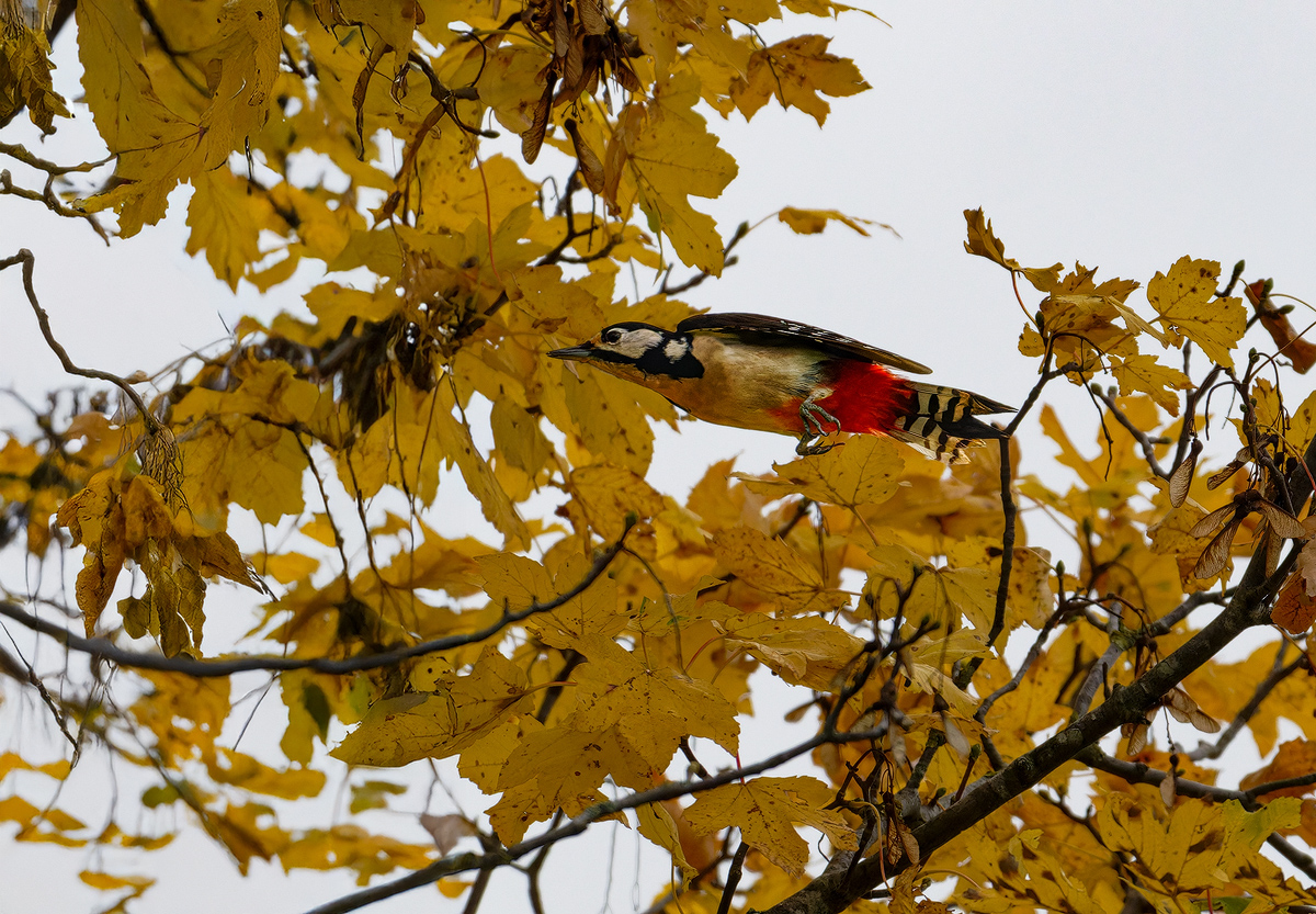 Buntspecht 4b 2025.jpg