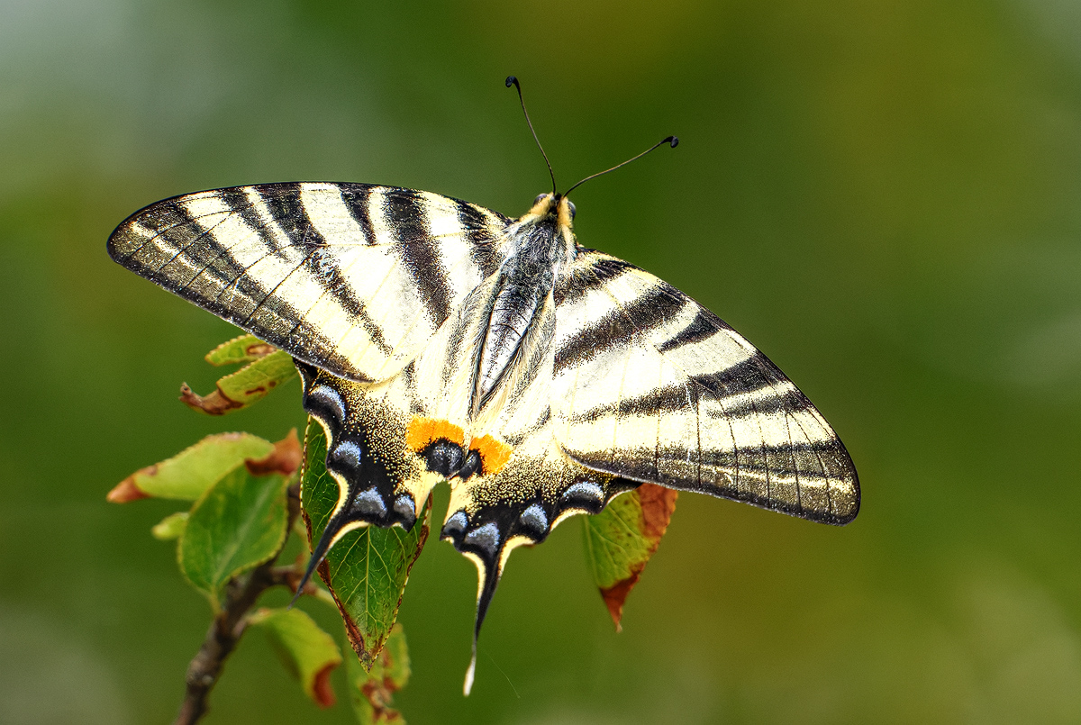 Segelfalter 24a 2025.jpg