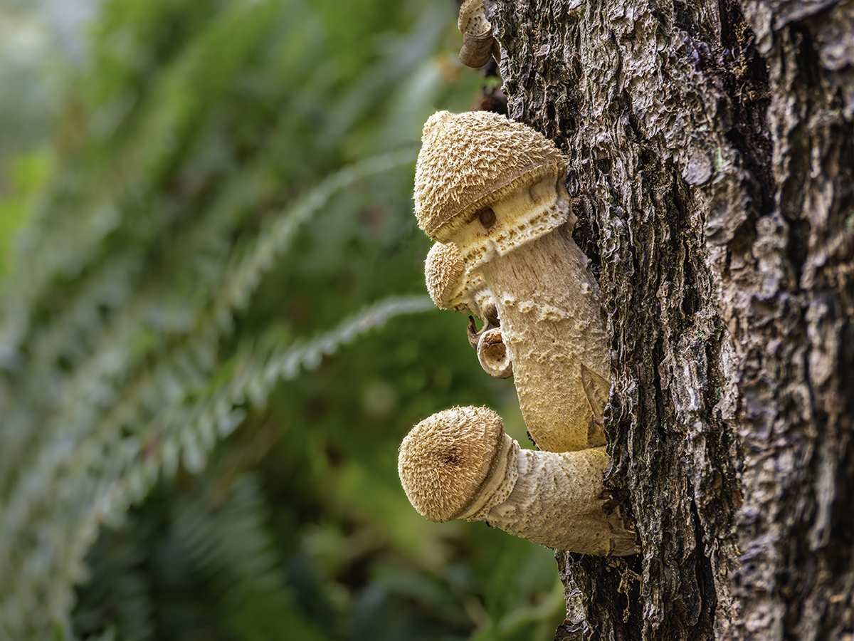 das kleine Feenhaus.jpg