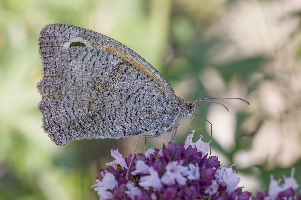 DN4A6441_DxO_DxOklein 2.jpg