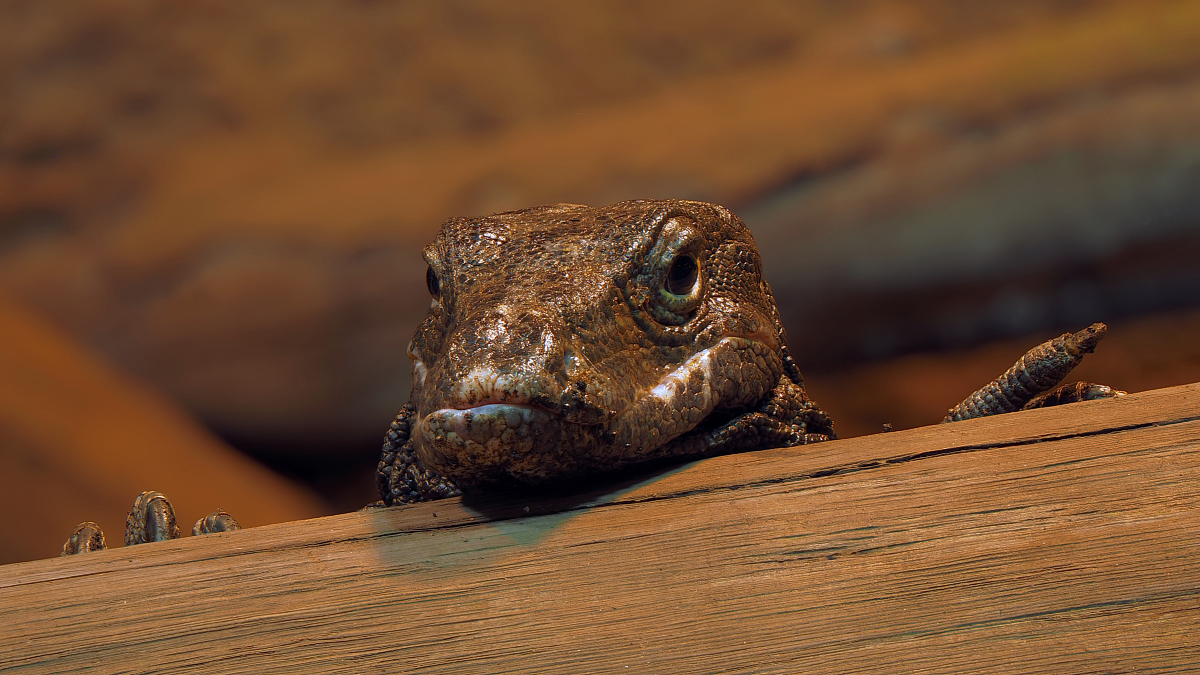 2025-02-13_13-06-03_P2131137_Stack_aus_12 (Meth B,Radius8,Smoothing4)aa_filtereda_klein.jpg