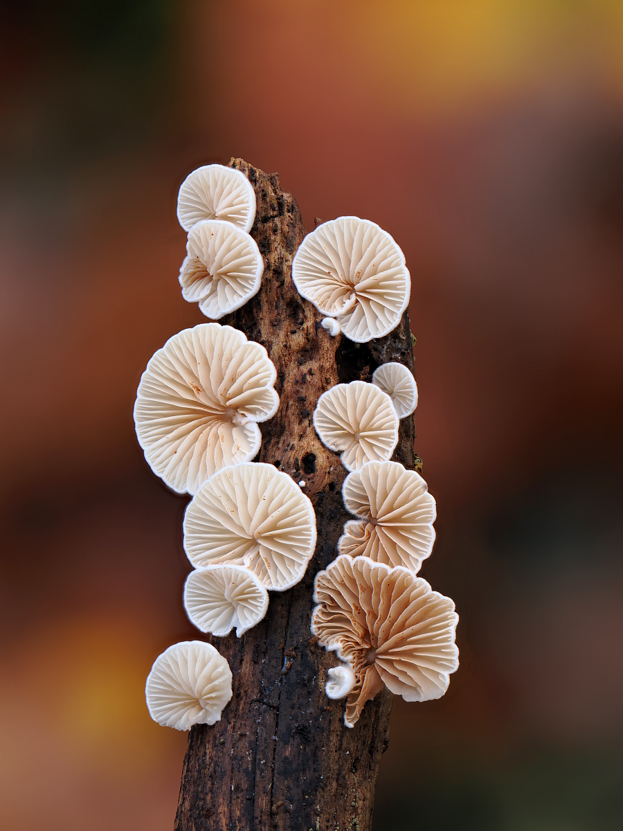 2025-11-10_14-48-43_PB100826_Stack_aus_47 (Meth B,Radius8,Smoothing4)a_filtered_klein.jpg