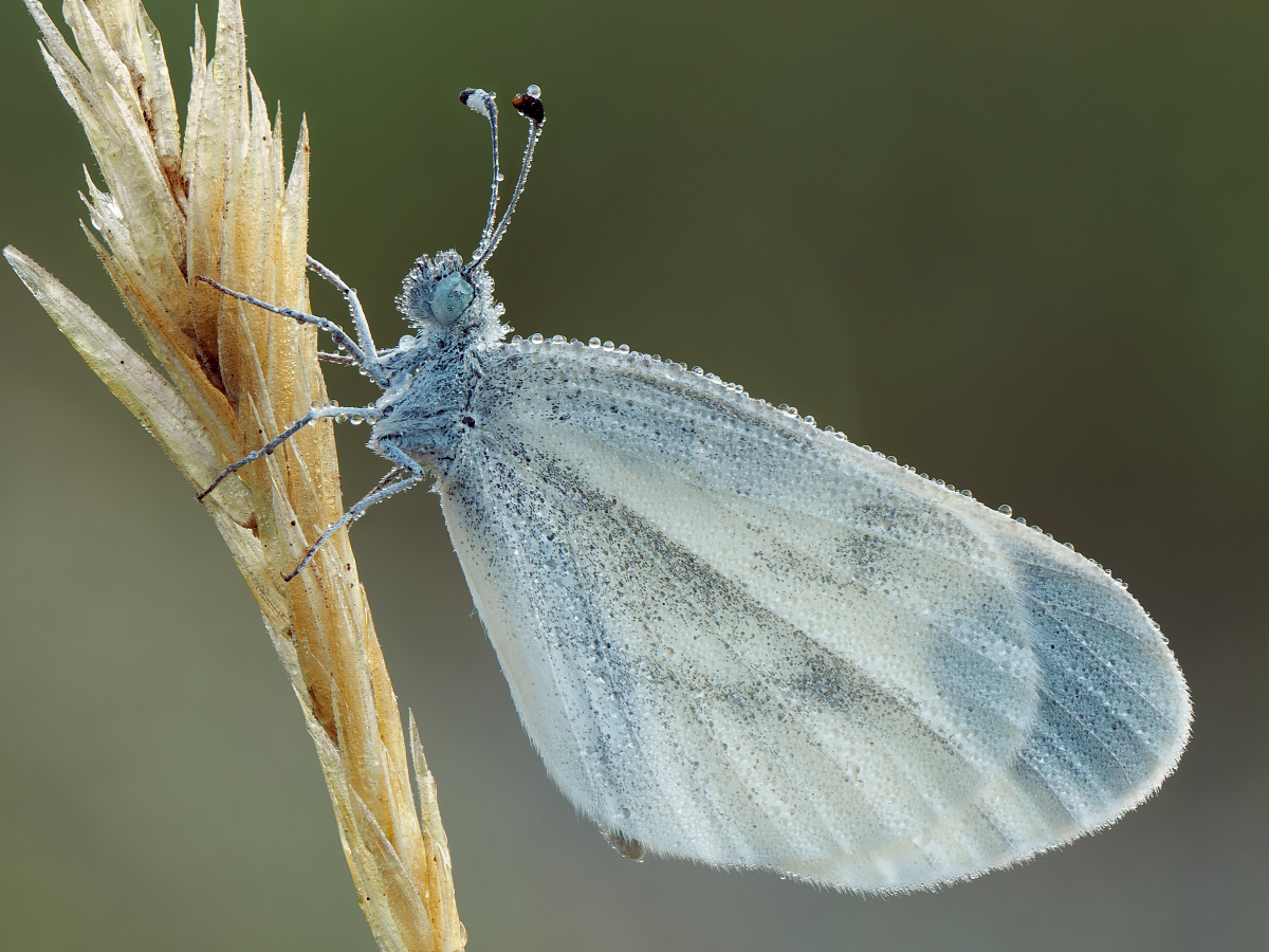 2025-06-29_06-05-11_P6290486_Stack_aus_19 (Meth B,Radius8,Smoothing4)a_filtered_klein.jpg