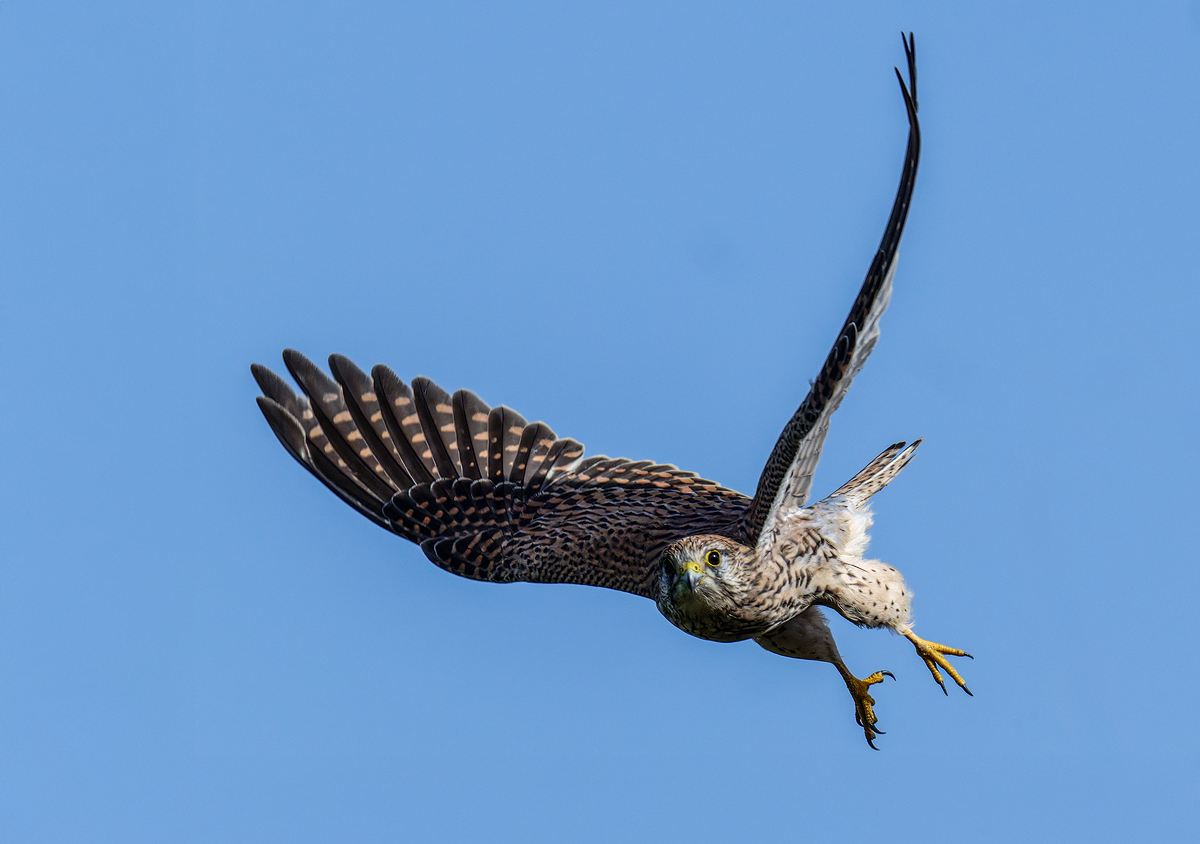 Turmfalke 483a 2025.jpg