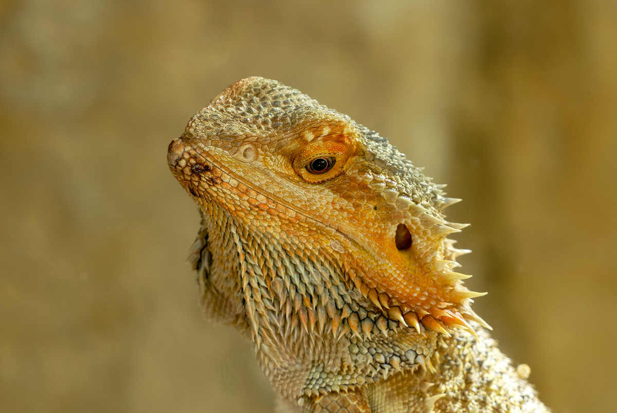 Bartagamen (Pogona) 1a 2025.jpg