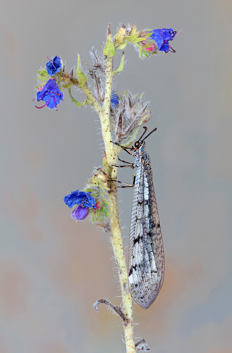 Ameisenjungfer 1 Kopie.jpg