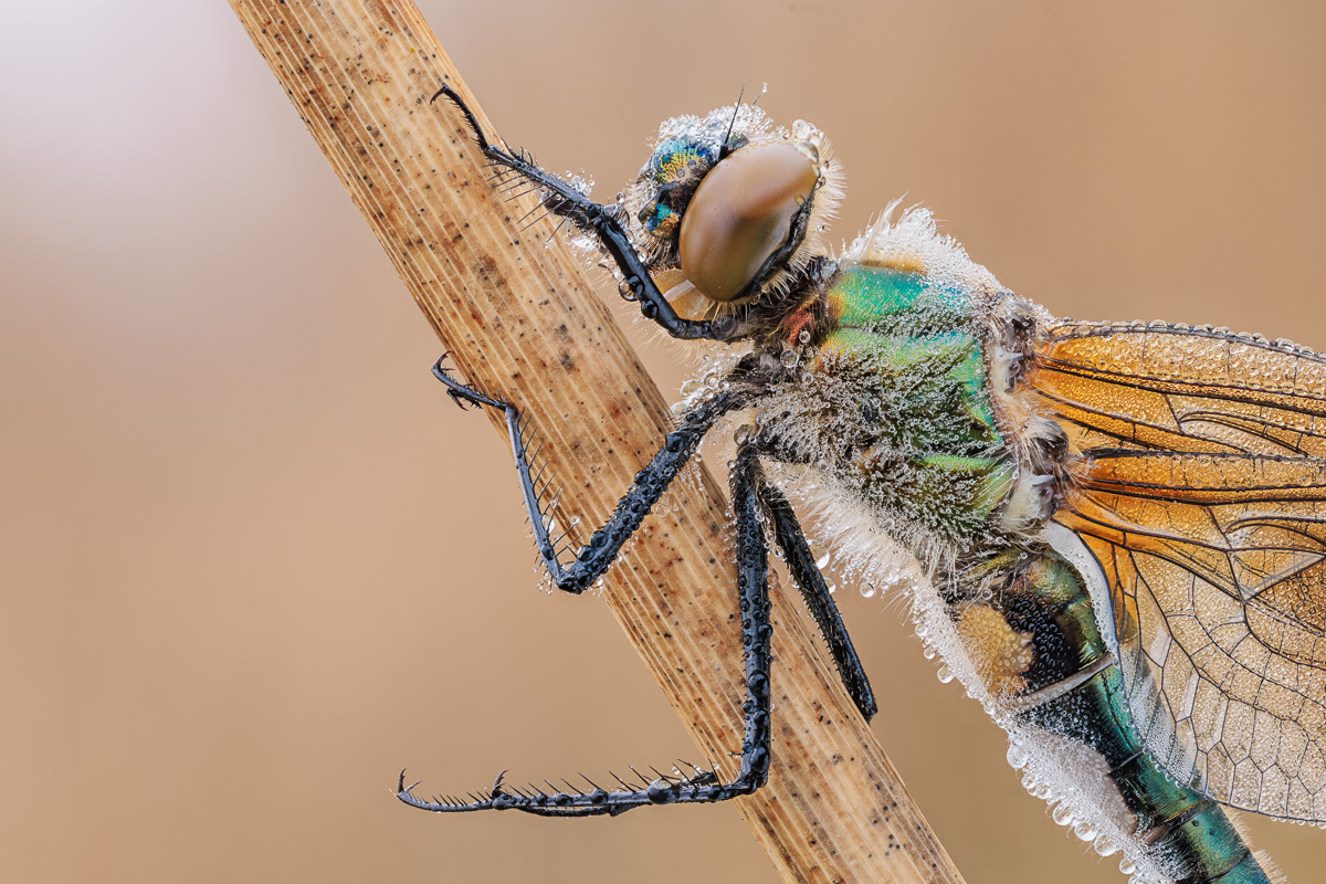 20250426-20250426-IMG_9238 ZS38 1-13 f8 200 100-b.jpg