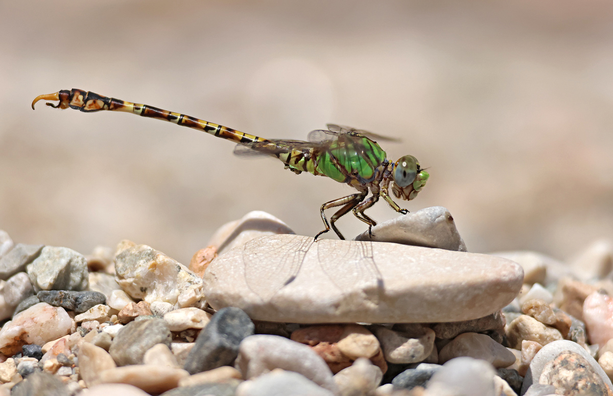 Paragomphus genei_m_8W8A5236_1200a.jpg