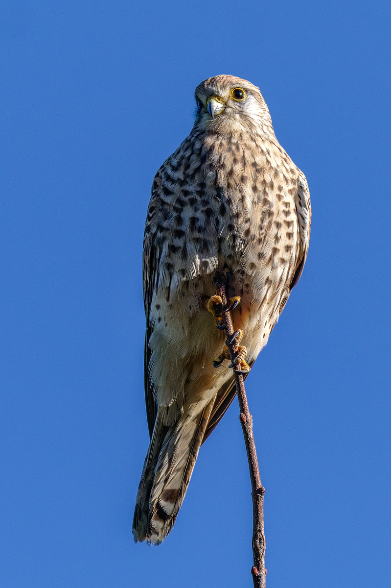 Turmfalke 607b 2025.jpg