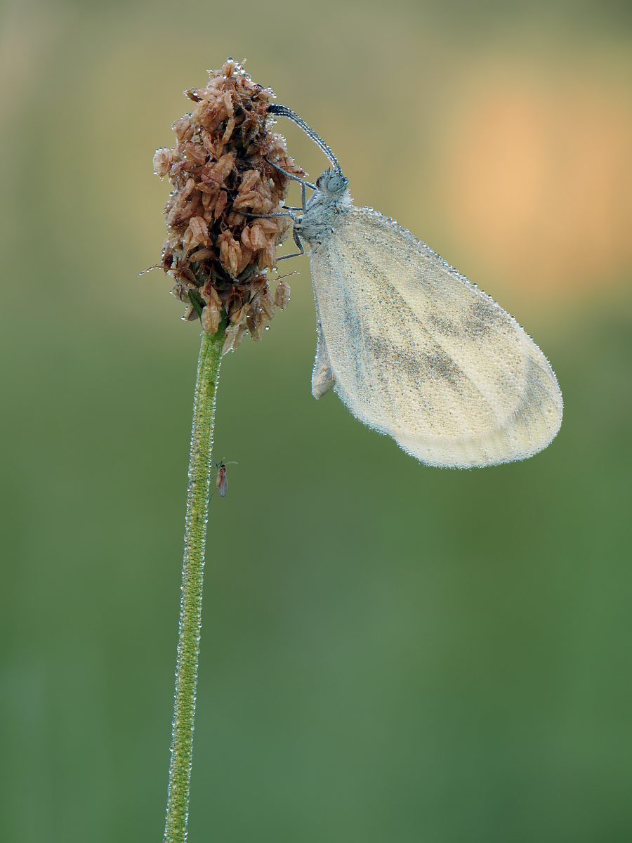 2025-08-13_06-58-00_P8130405_Stack_aus_8 (Meth B,Radius8,Smoothing4)a_filtered_klein.jpg