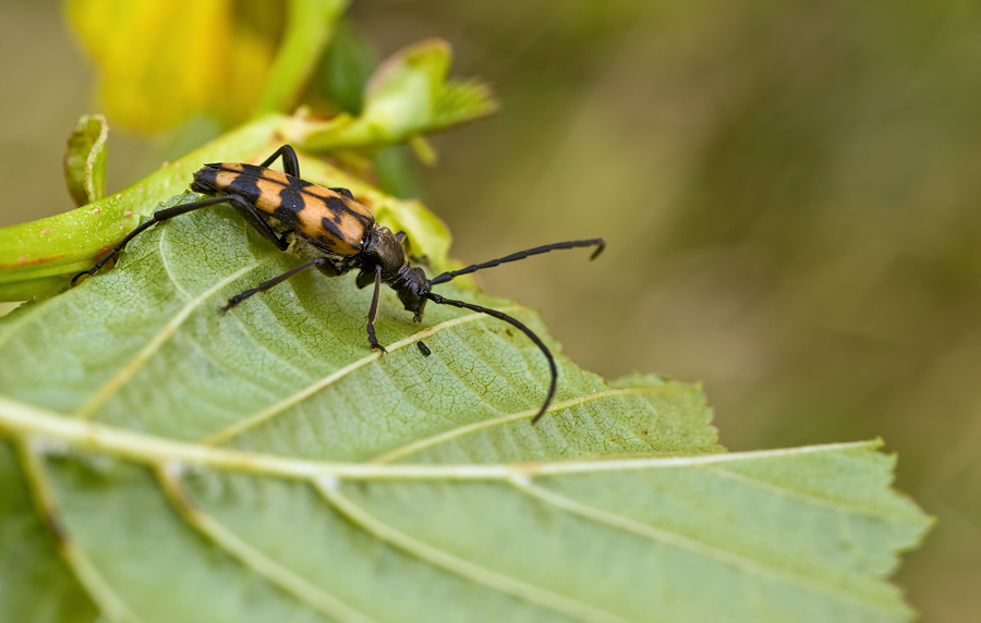 Gefleckter-Schmalbock_MAK_3167.jpg