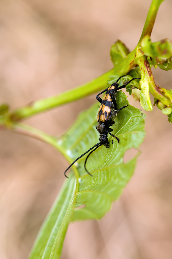 Gefleckter-Schmalbock_MAK_3161.jpg