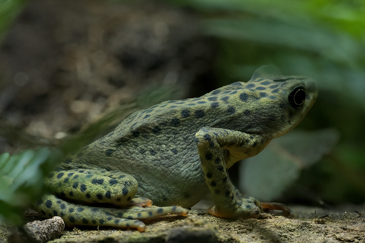Rio-Pescado-Harlekinkroete.jpg