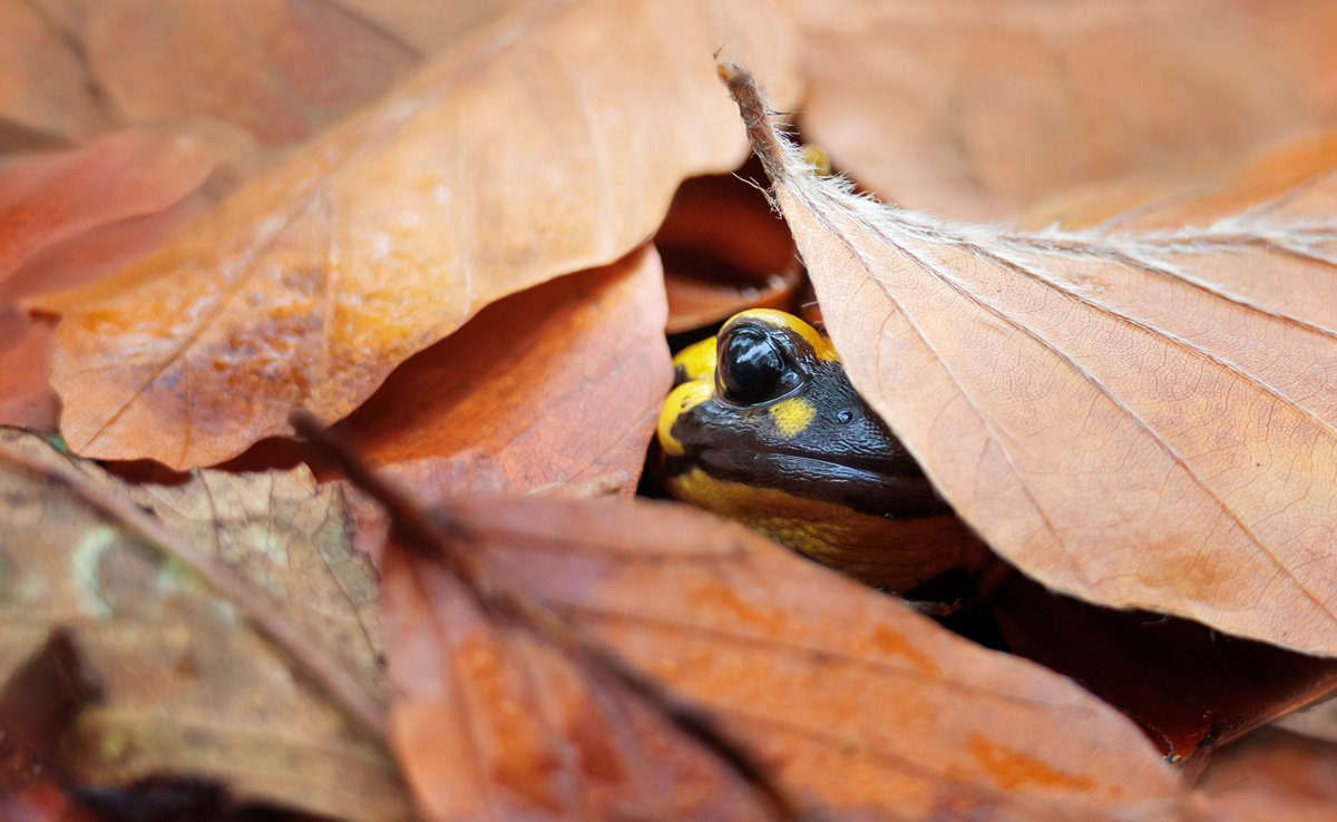 Prosit Neujahr.....jpg