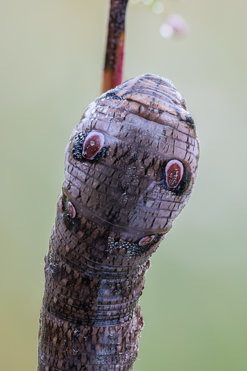 20250810-20250810-IMG_0251ZS135 1-13 f5 200 100-b.jpg