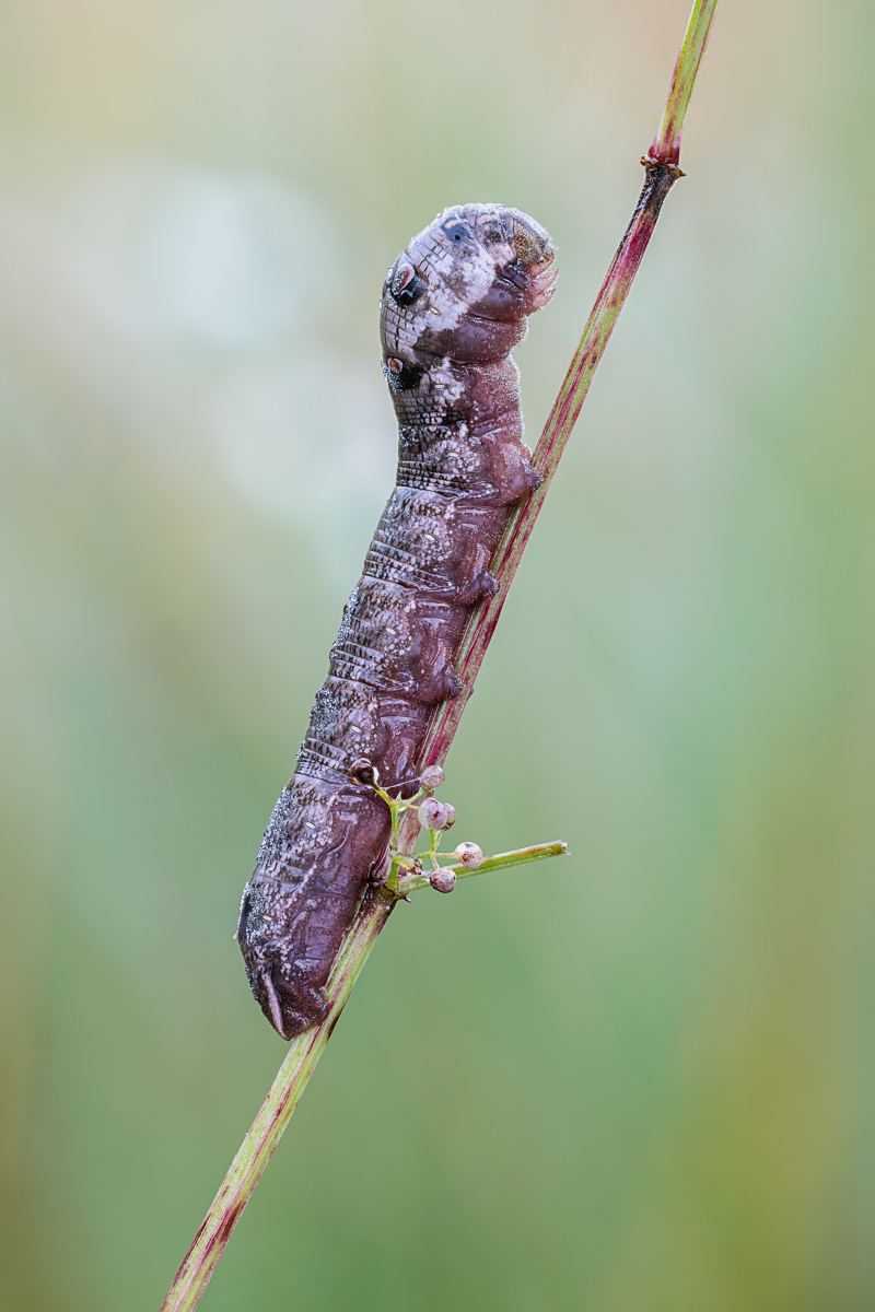 20250810-20250810-IMG_0097 ZS37 1-50 f4 200 100-b.jpg