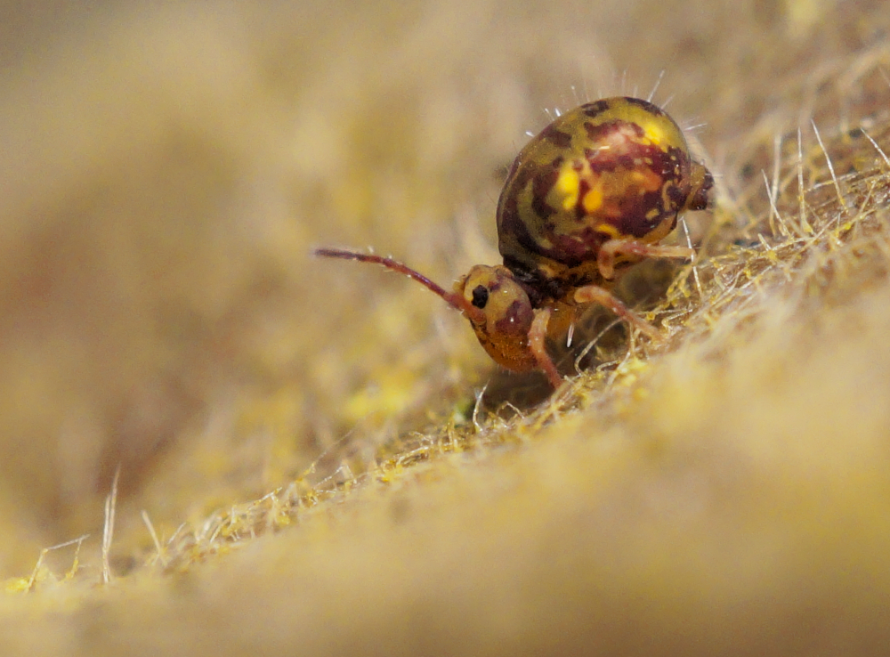 Bunter Kugelspringer 2.jpg