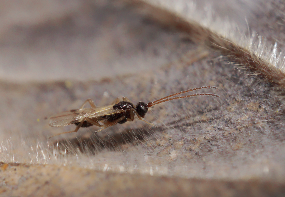 Ichneumonidae sp..jpg