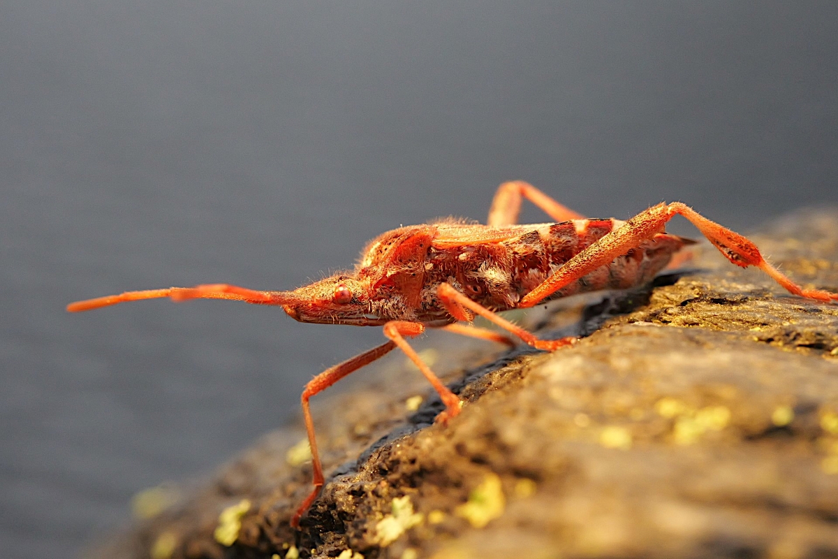 P1313927 _ B _ G _ 2.JPG