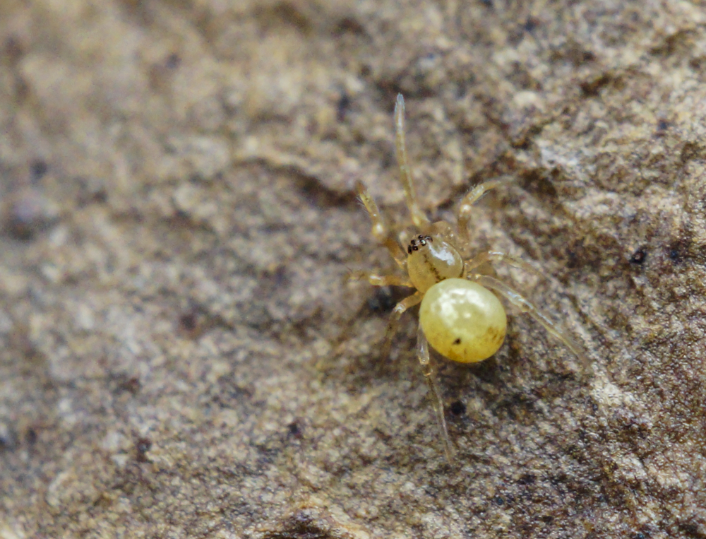 Zwerg-Kugelspinne.jpg