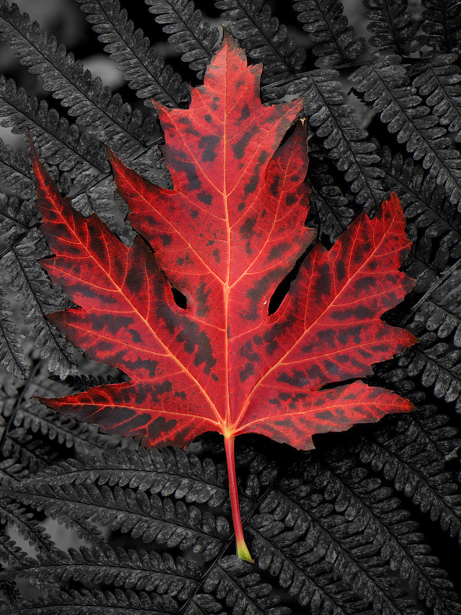 2024-10-31_13-08-23_PA310057_Stack_aus_8 (Meth B,Radius8,Smoothing4)a_klein.jpg