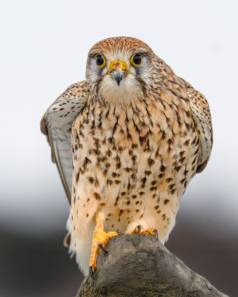 Turmfalke 33a 2026.jpg