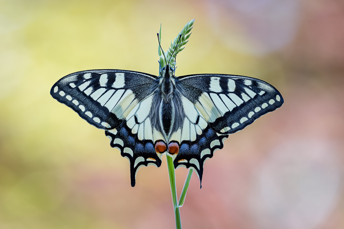 20250501-20250501-IMG_1530 ZS14 1-60 f56 200 180-b.jpg