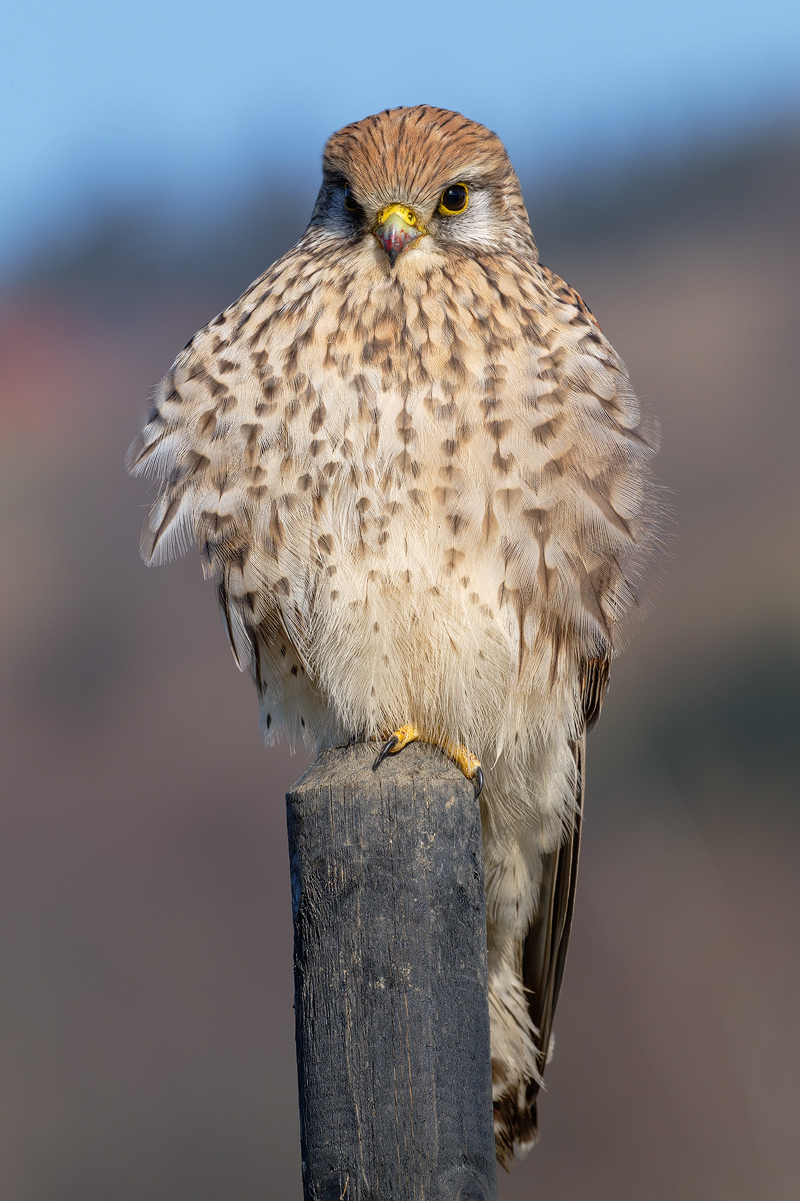 Turmfalke 34a 2026.jpg