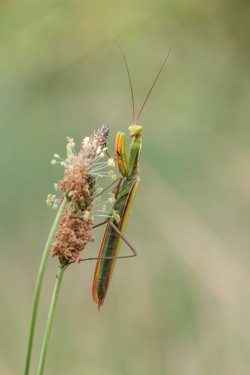 IMG_7794_SHARPEN projectsDENOISE projects.jpg