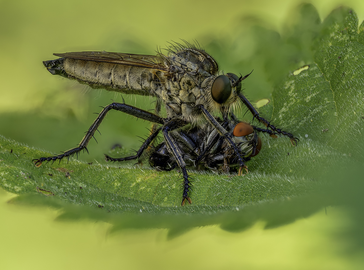 Eutolmus rufibarbis nit Beute 2.jpg