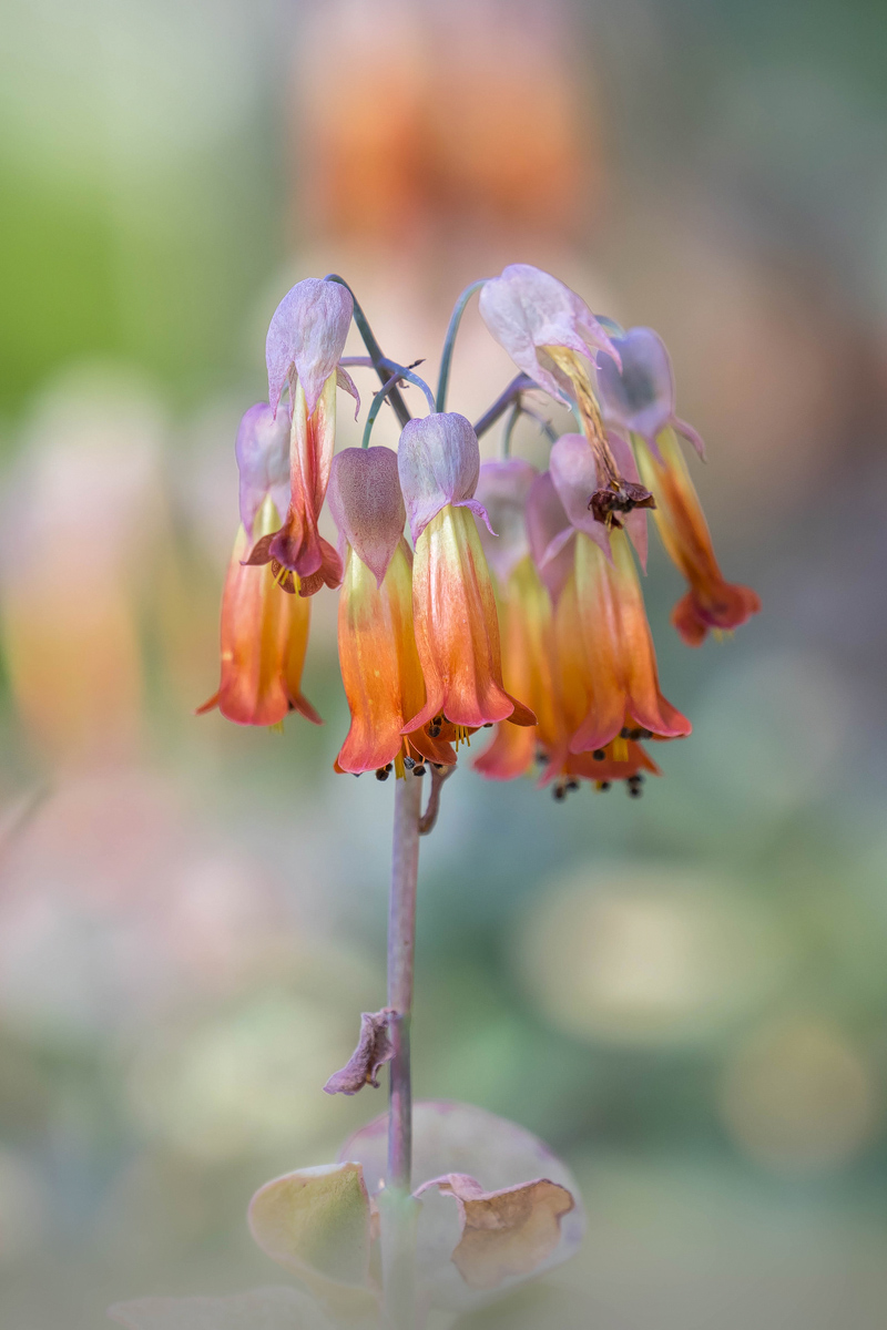 Kalanchoe marnieriana-P2180071-1-verkl.jpg