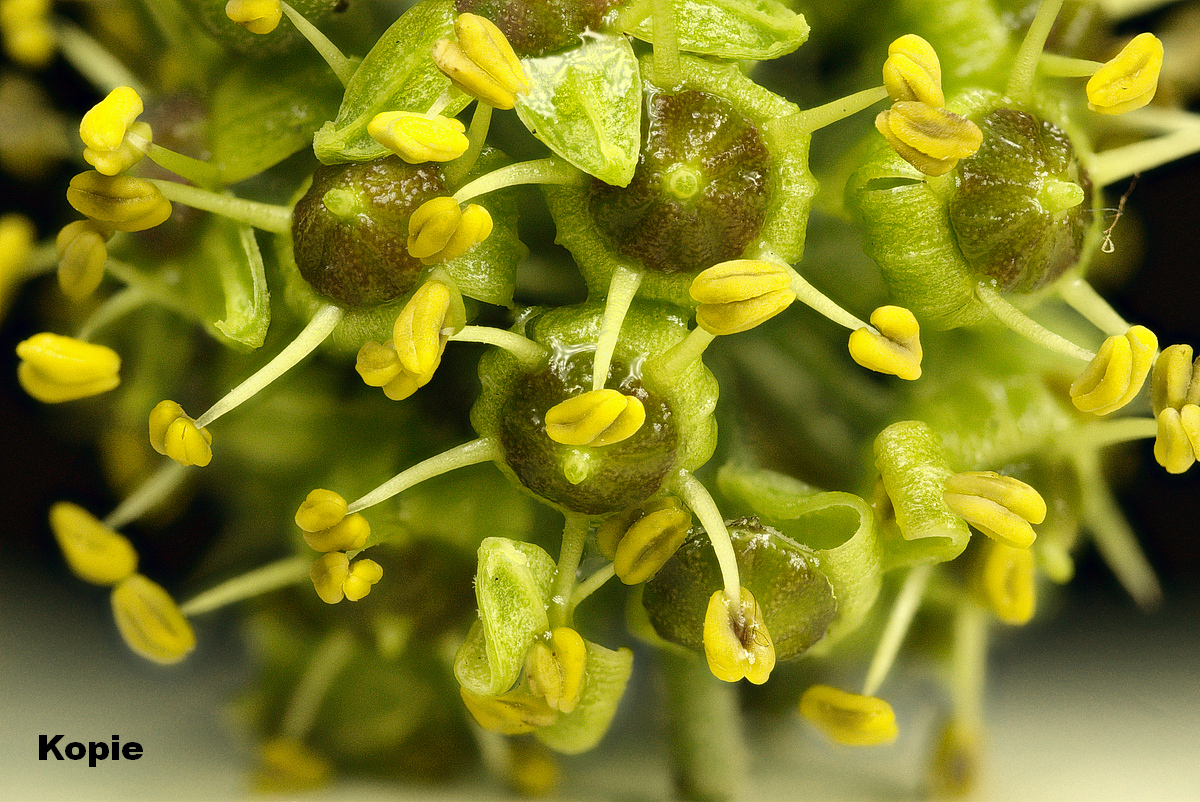 2025-09-22-16.45.37 ZS PMax_01_foruma.jpg