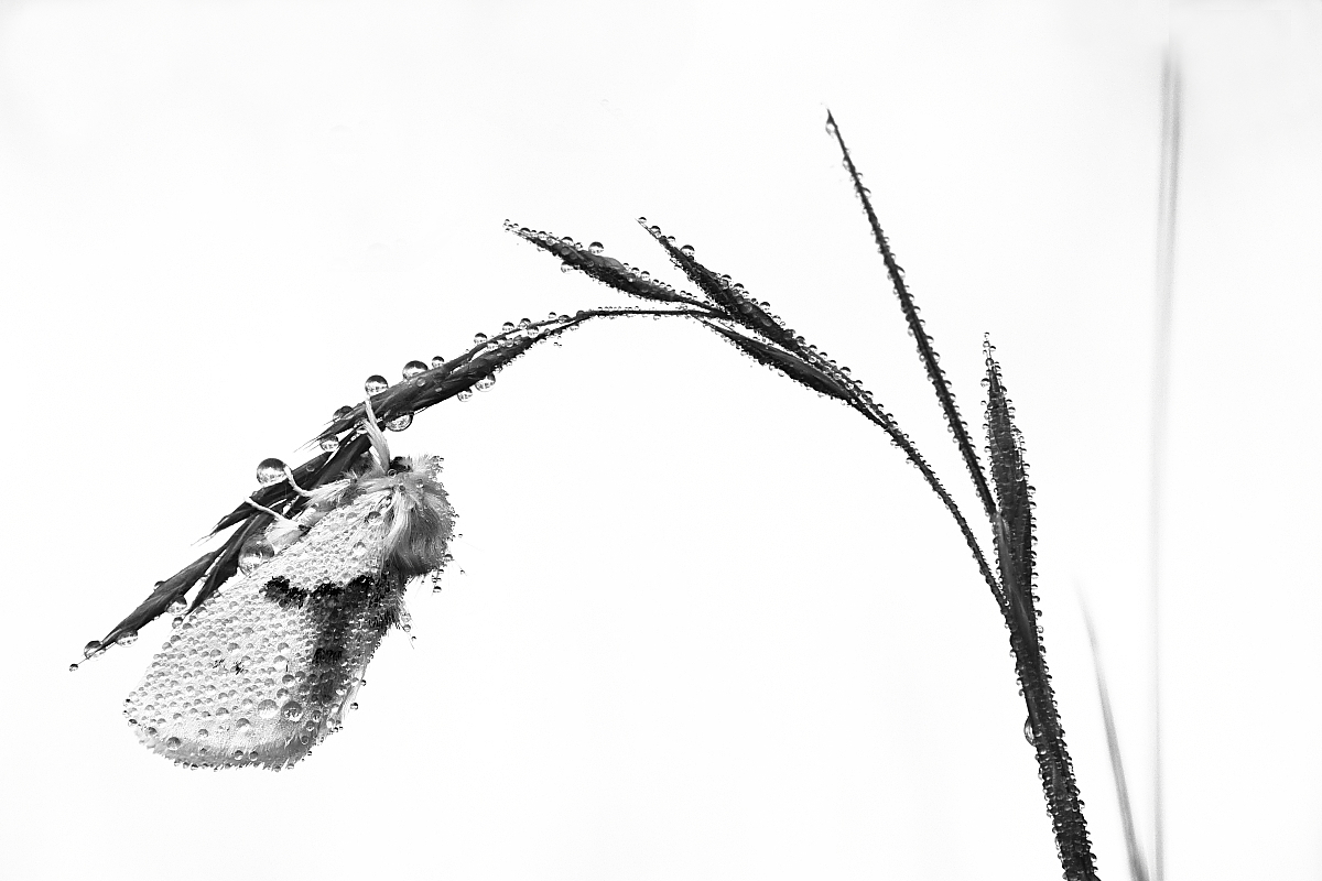 IMG_7911_bwss2.JPG
