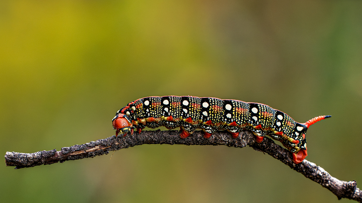 Raupe 6a 2025.jpg