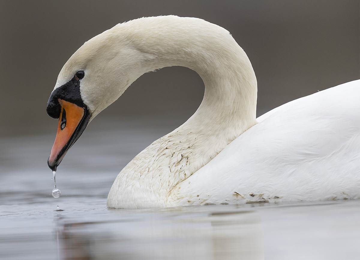 Höckerschwan_Portrait.jpg
