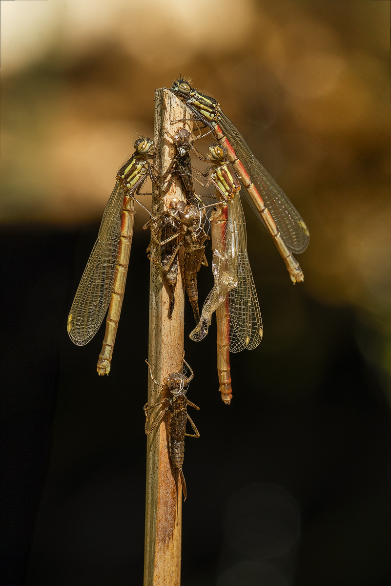 Adonislibelle 44a 2025.jpg