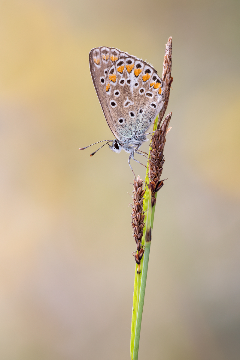 2025-07-21 13-33-23 (B,R8,S4) 160ANZ6II 35er stack Hauhechel-Bläuling web.jpg