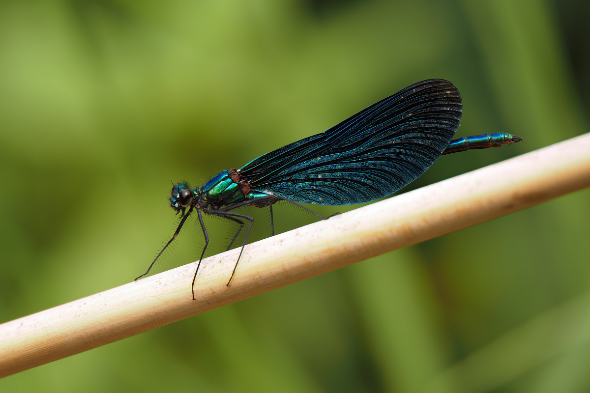 2025-06-01_11-50-07_P6010075_Stack_aus_2 (Meth B,Radius8,Smoothing4)a_filtered_klein.jpg