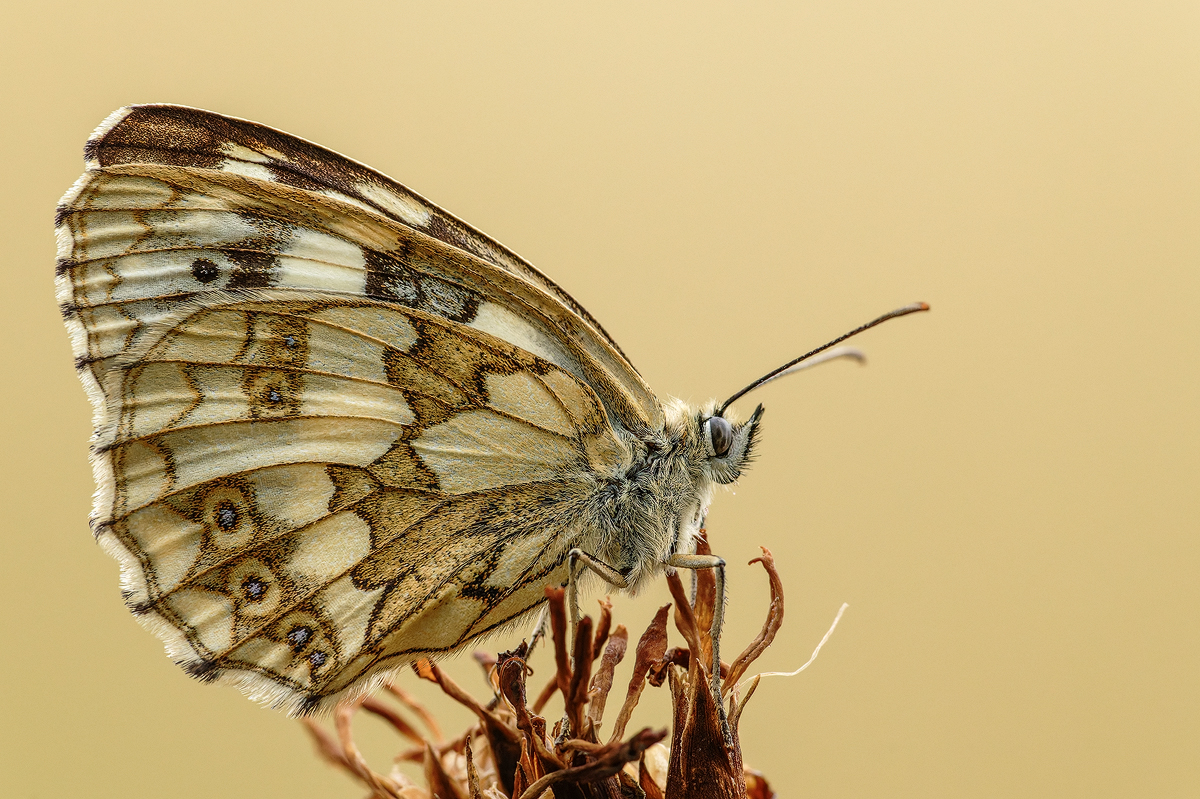 Schachbrettfalter 12a 2025.jpg