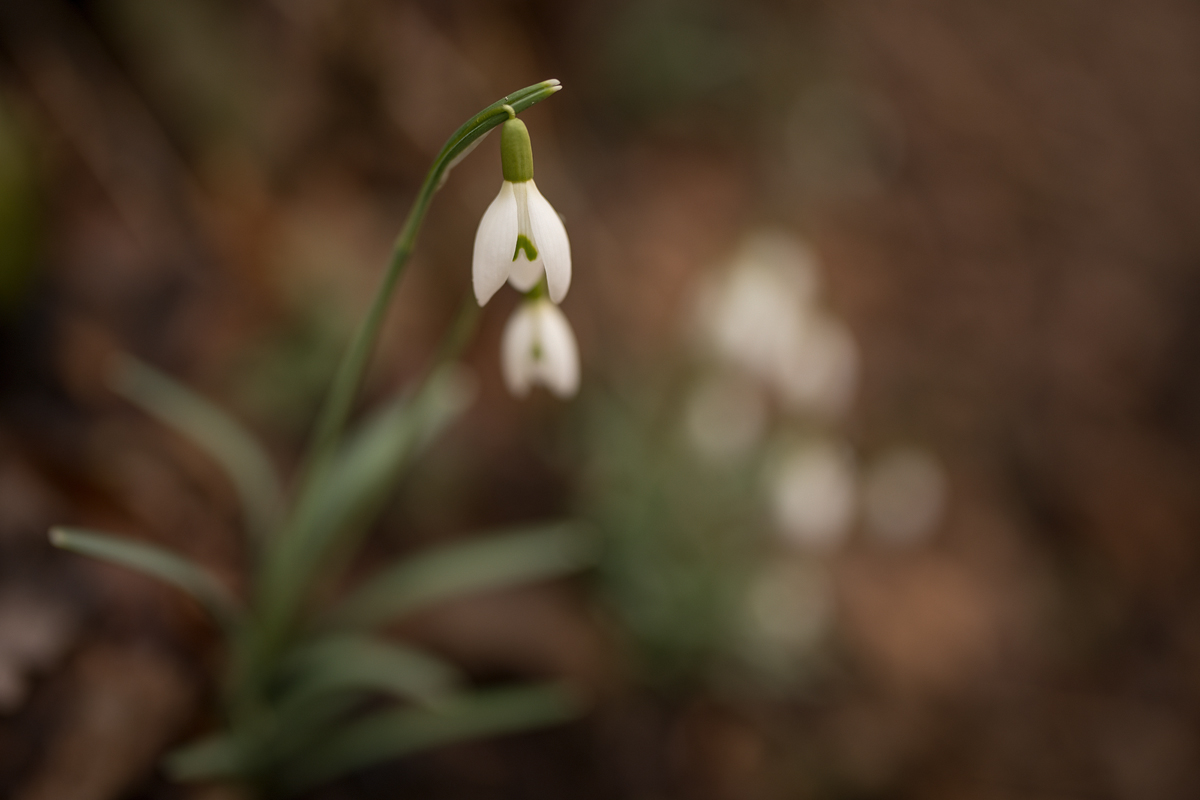 20260216-132052-003-Schneeglöckchen-Galanthus-spec.jpg