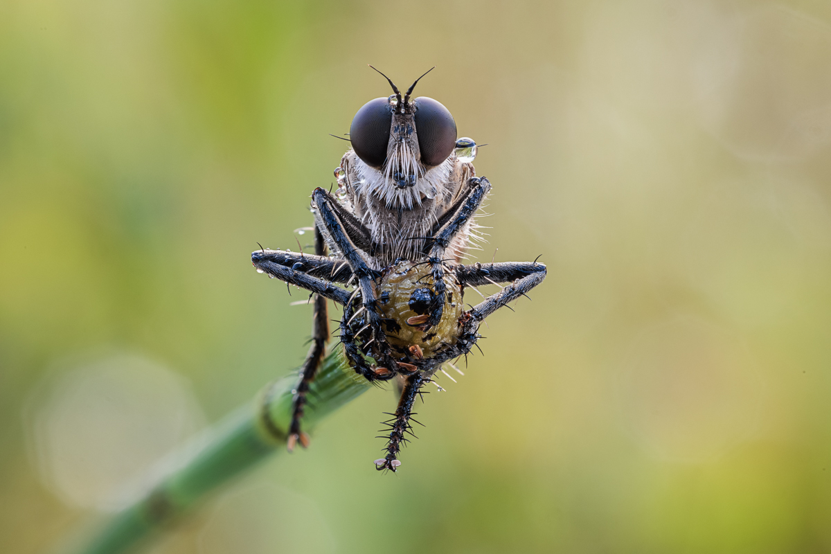 20250808-20250808-IMG_6340 ZS53 1-8 f13 200 100-b.jpg