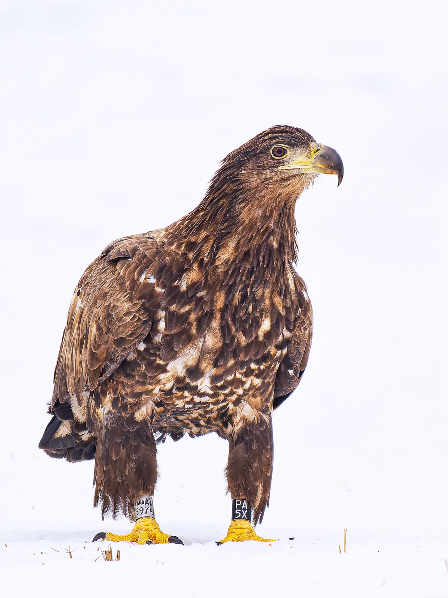 Junger-Seeadler-im-Schnee.jpg